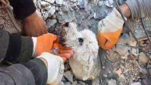 Un milagro: el emocionante rescate de un perro con vida tras el terremoto en Turquía