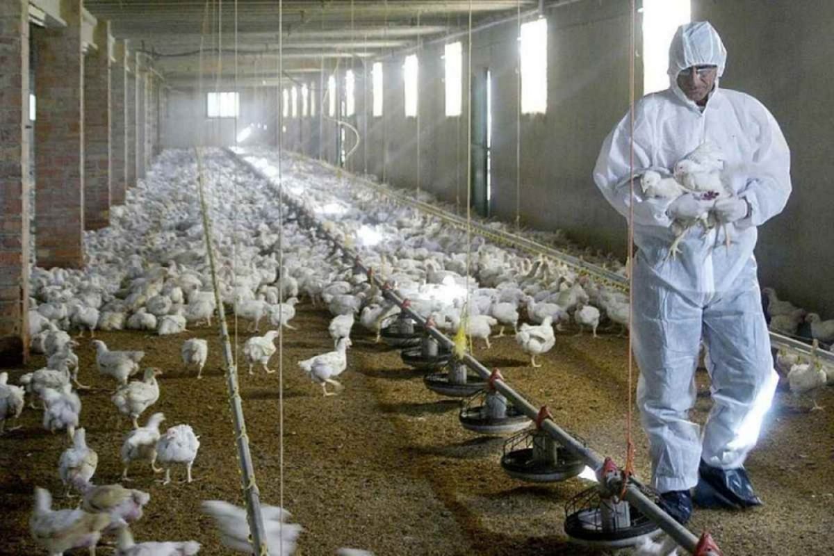 El Gobierno tomó medidas por el avance de la gripe aviar. 