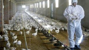 La gripe aviar se expandió a Neuquén: Nación prohibió la concentración y venta de aves vivas