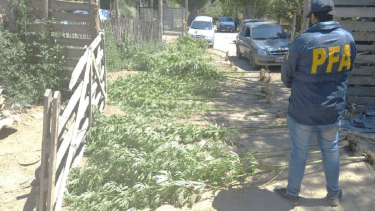 Las plantas de marihuana median entre 1,90 a 4,20 de altura. Foto: gentileza