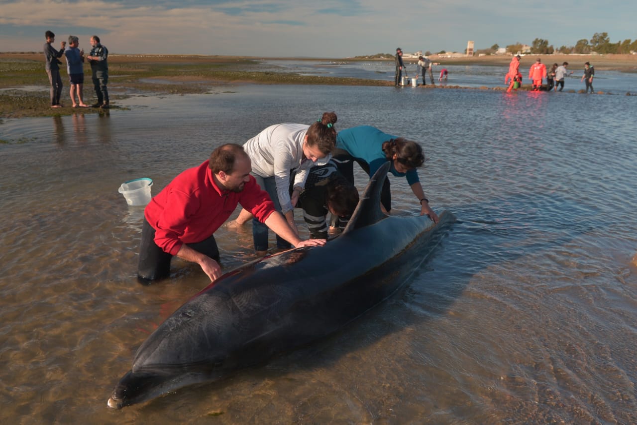 Especies. El CIMAS colabora con el estudio y el cuidado de mamíferos marinos, como los delfines (Crédito Martín Brunella)