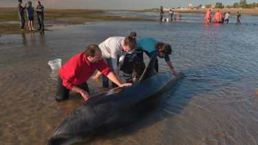 Especies. El CIMAS colabora con el estudio y el cuidado de mamíferos marinos, como los delfines (Crédito Martín Brunella)