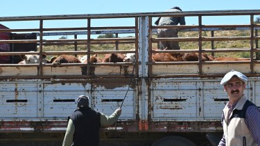 Los productores ganaderos de Bariloche no quieren cambios en la barrera sanitaria. Archivo