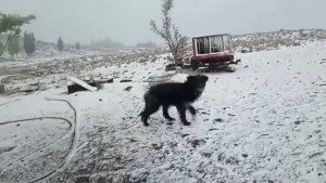 Video: así nevó en pleno verano en El Caín, joya de la Patagonia en la Meseta de Somuncurá