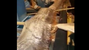 Apareció un enorme pez remo en Ecuador: preocupa porque aseguran que anticipa terremotos