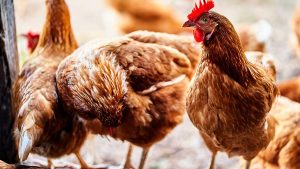 ¿El virus de la gripe aviar puede llegar a la Patagonia?