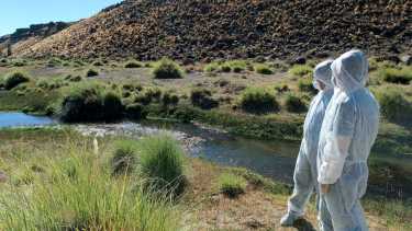 Gripe aviar: Neuquén confirma su segundo caso, esta vez fue en San Patricio del Chañar 