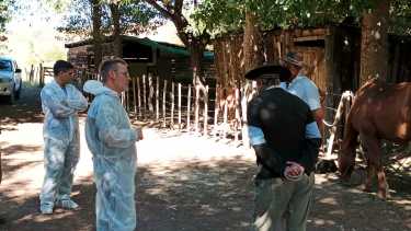 Gripe Aviar: el Senasa realiza tareas de control y concientización para evitar mayor transmisión del virus