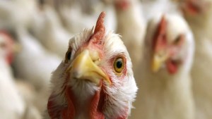 La gripe aviar preocupa al Gobierno: Sergio Massa se reunirá con autoridades del Senasa