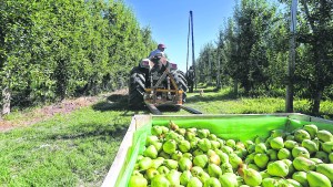 Fruticultura: adelantaron la cosecha de pera en Río Negro