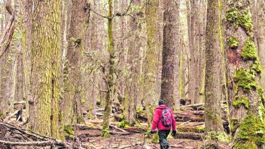 Menos bosques, más calor y sequía: siguen violando la ley en Río Negro