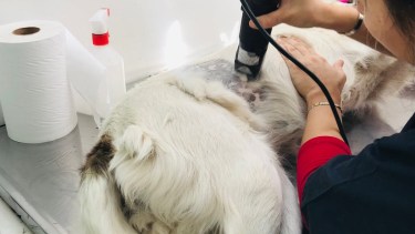 Inscriben para el programa de castraciones de perros y gatos en Huergo