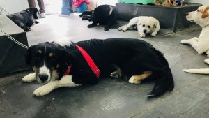 Castraciones gratuitas de perros y gatos: en Roca, dan turnos desde hoy para el mes de julio