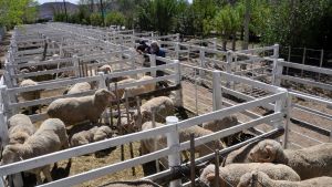 Con el ingreso de los primeros animales comenzó la XIII Exposición Ganadera de la Región Sur