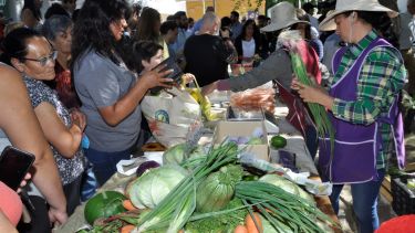 En Comallo, familias producen verduras y hortalizas para abastecer a la comunidad. Foto: José Mellado. 