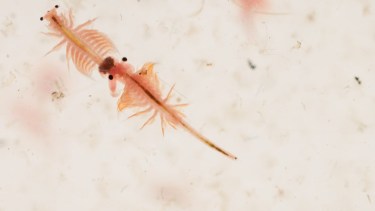 1978: el año de los Sea Monkeys y de los oscurecimientos