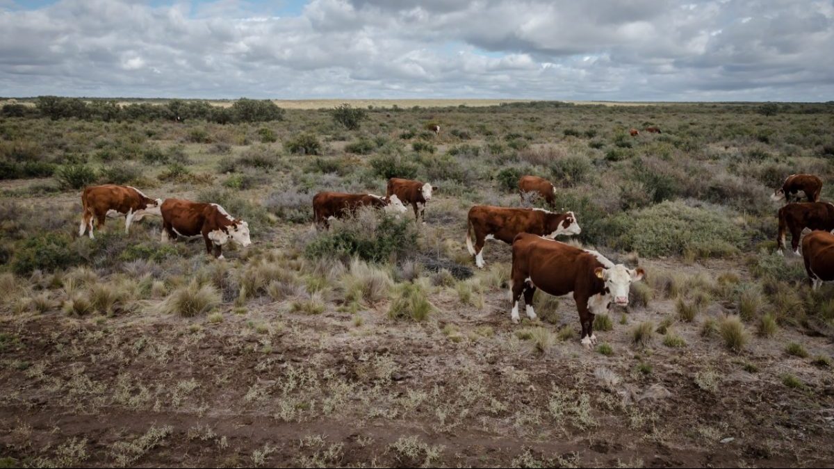 Desafíos. La ganadería de la Patagonia ambién enfrenta la degradación de los recursos naturales, eventos climáticos extremos  y un aumento de la predación.