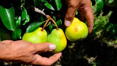 Prorrogaron la emergencia agropecuaria en Río Negro. Foto Archivo.