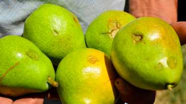 Más de 2.700 hectáreas afectadas por la caída de granizo y piedra entre Huergo y Regina