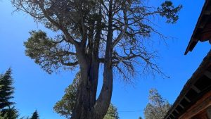 El volteo de un ciprés antiguo en Bariloche genera polémica con ambientalistas