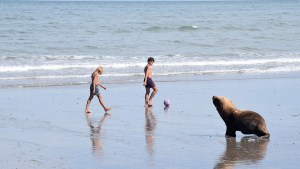 Aventuras de un lobo marino en Las Grutas: tomó sol, miró un partido, nadie lo molestó en la playa