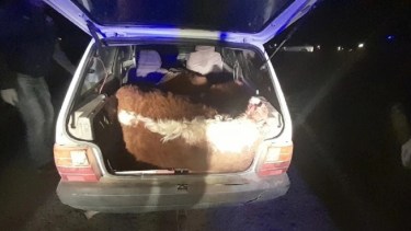 Los casos de abigeato se incrementan en la época de las fiestas de fin de año. Foto: archivo. 