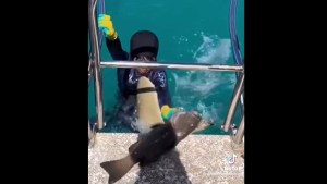 Video escalofriante: un tiburón ataca a un niño de 8 años en Australia