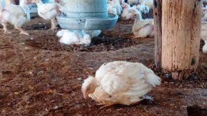 Neuquén se convirtió en la tercera provincia con más casos de gripe aviar del país
