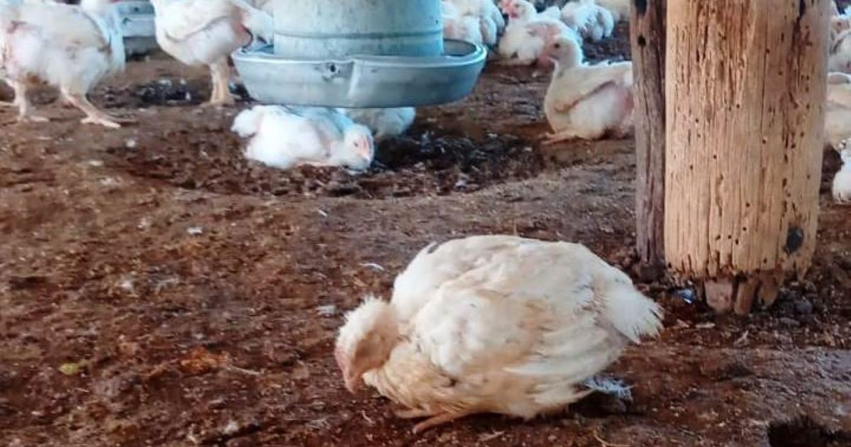 Neuquén se convirtió en la tercera provincia con más casos de gripe aviar del país thumbnail