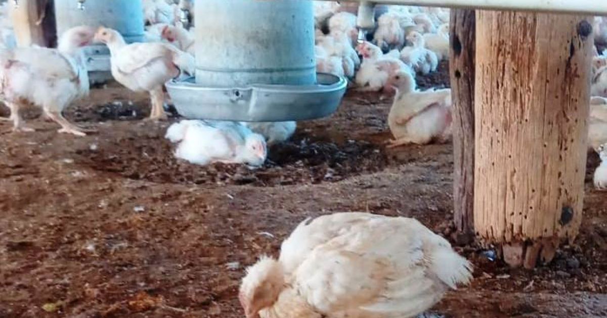 Por un caso de gripe aviar en Río Negro suspenden las exportaciones de pollos y huevos thumbnail