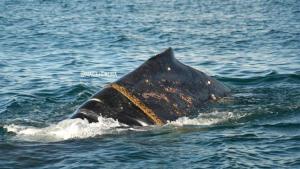 Repudio: hallaron en Puerto Madryn a una ballena que nadaba con una soga enrollada en su cuerpo