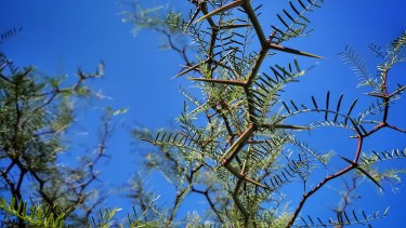 El alpataco: agresiva por fuera pero amable por dentro