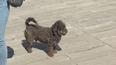 Oso es un perrito acostumbrado a estar adentro, dijo su familia. Foto: tomada de Facebook.