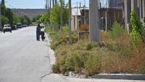 Mostraron cómo desmalezaban en Cipolletti y estallaron las críticas en redes
