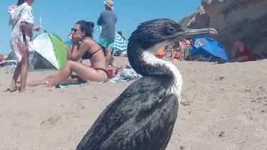 El cormorán se llevó todas las miradas en las playas de Las Grutas. (Foto: Gentileza)
