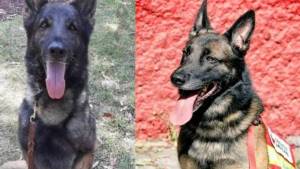 «Espero que no te olviden»: quién era Proteo, el perro rescatista que murió en Turquía
