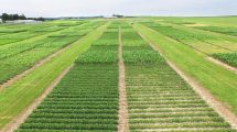 Imagen de Rotar cultivos para rescatar los suelos
