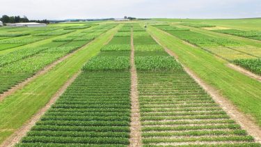 Rotación. Una estrategia que permite recuperar suelos degradados.