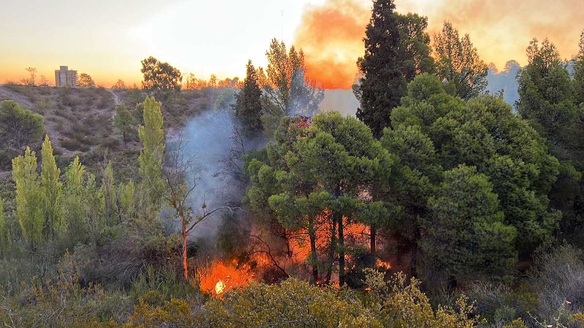 Por el fuego, varios pinos fueron arrasados. Foto: Gentileza
