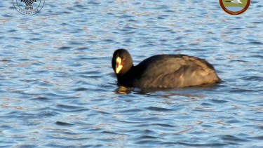 Gripe aviar en Neuquén: cómo detectaron a las dos aves contagiadas. Gallareta ligas rojas. Foto: Facebook Parque Nacional Laguna Blanca - APN
