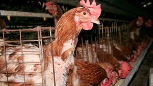 Enterate cómo llegó la gripe aviar a Lamarque, en el Valle Medio de Río Negro