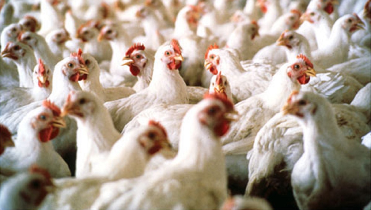 Desde el sector avícola manifestaron su inquietud por la pérdida de mercados de exportación. Foto: Archivo. 