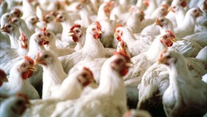 Gripe aviar en Río Negro: «es imposible cortar la migración de las aves silvestres»