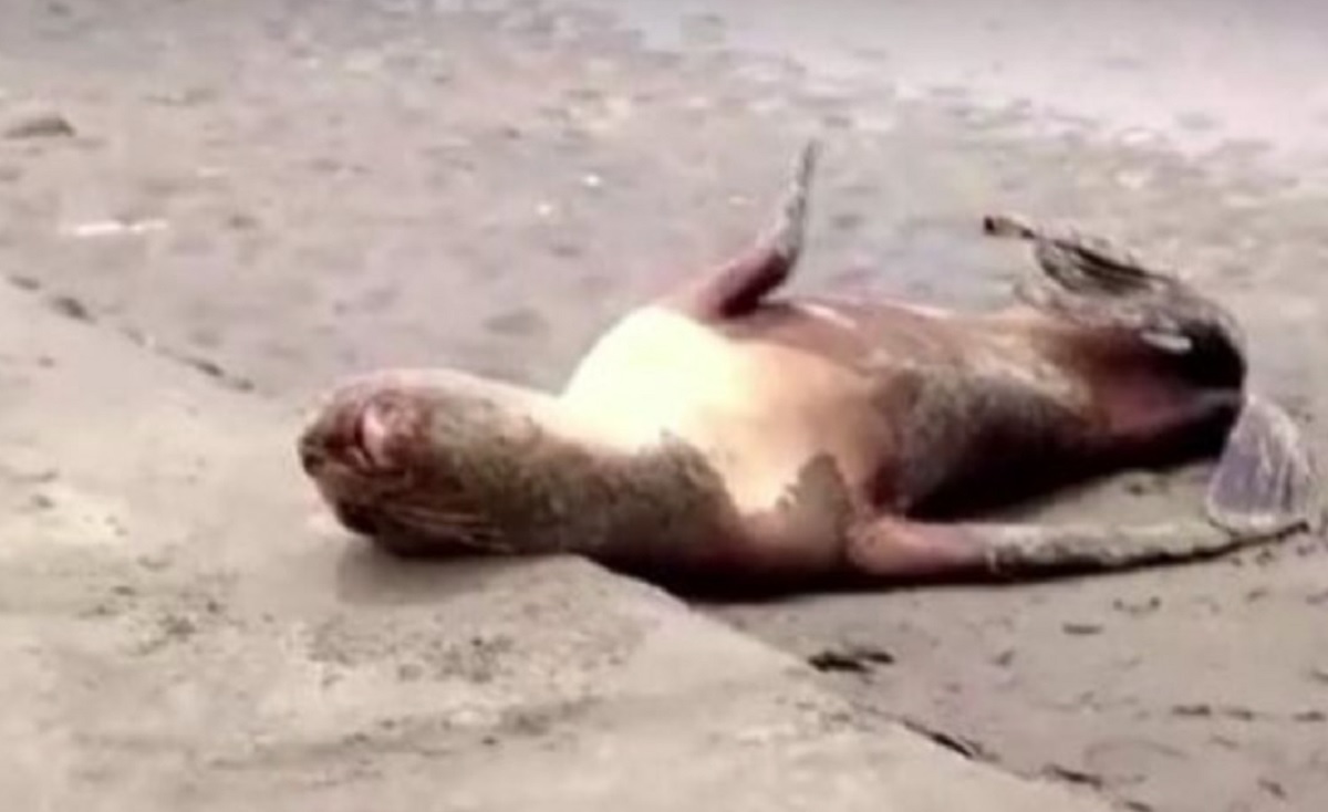 Los lobos marinos comenzaron a morir en las playas de Perú y  los estudios revelaron que la causa fue la influenza aviar. 