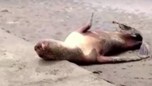Las Grutas: descartan gripe aviar en lobos marinos muertos al sur de la ciudad