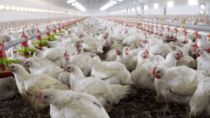 Gripe aviar en Neuquén: cuántos casos suman en todo el país y la cronología del primero al último