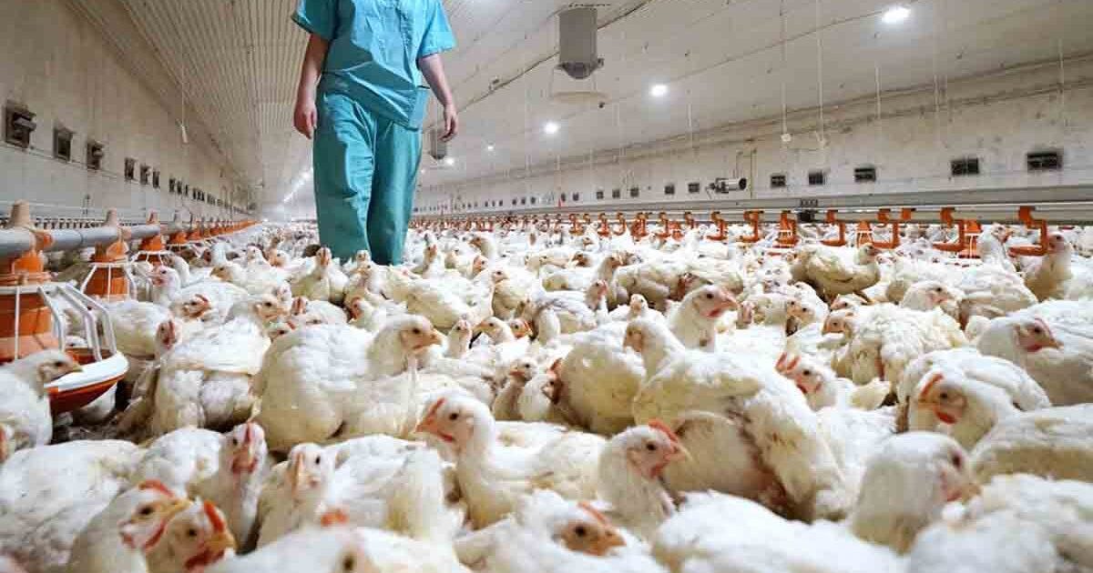 Se confirmaron casos nuevos de gripe aviar en Córdoba, Salta y Santa Fe thumbnail