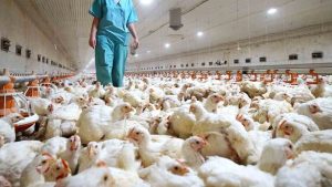 Argentina recuperó estatus sanitario de país libre de influenza aviar