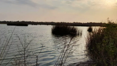Las aves halladas muertas estaban en la laguna Las Mojarras depto. Gral. San Martín, provincia de Córdoba. Foto fuente Senasa. 