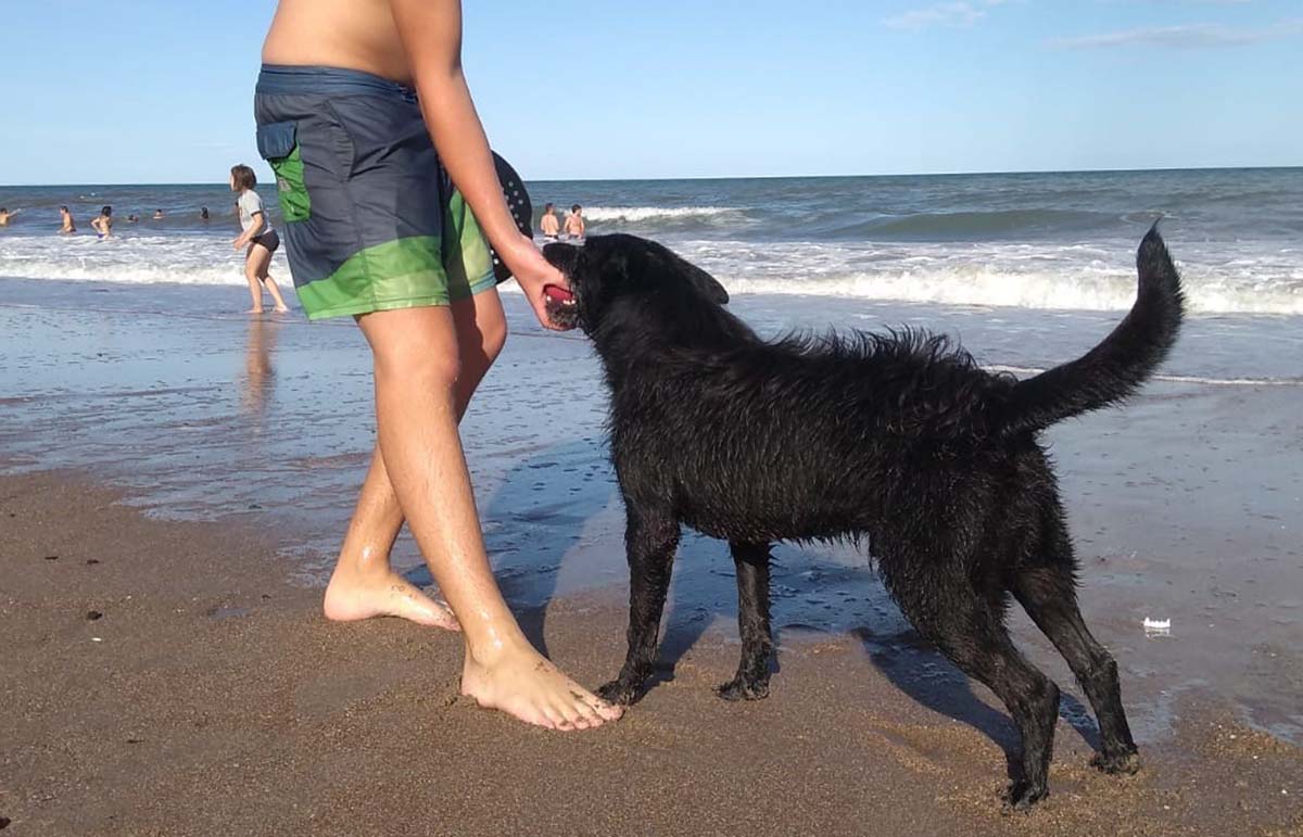 El "negro" un perro que hace travesuras en la costa de Las Grutas. Foto María Emilia Spangaro.